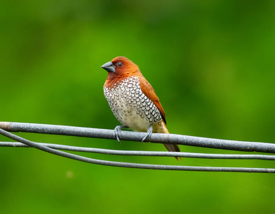 A scaly-breasted munia perched on a wire near Western Ghats forest edge habitat