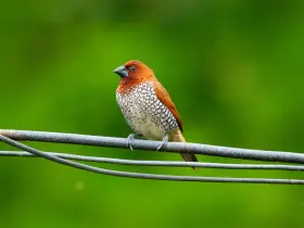 Munia bird