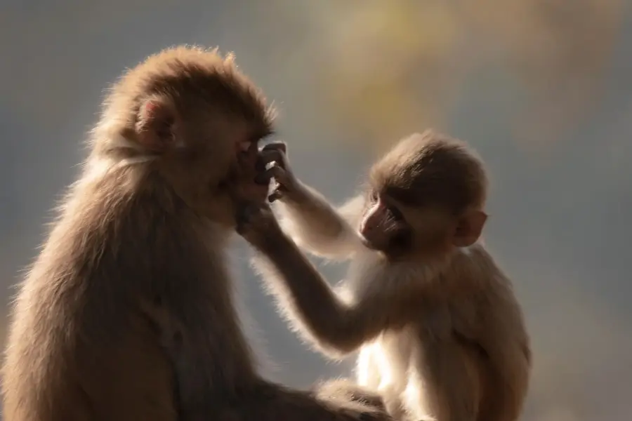 Rhesus macaque troop beside the safari track