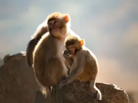 Rhesus macaque