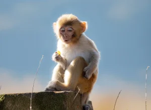 Pench wildlife — 2-day itinerary