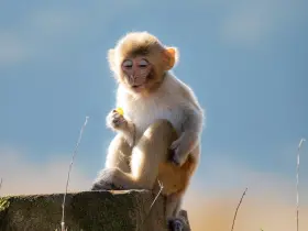 Rhesus macaque