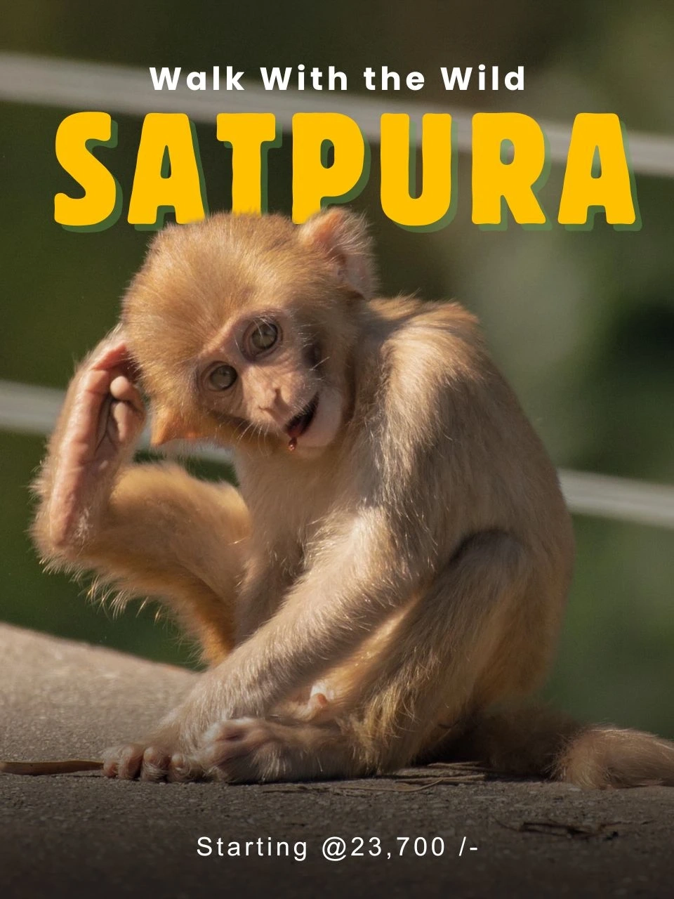Bor Tiger Safari — Short Break — Maharashtra