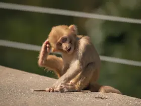 Rhesus macaque