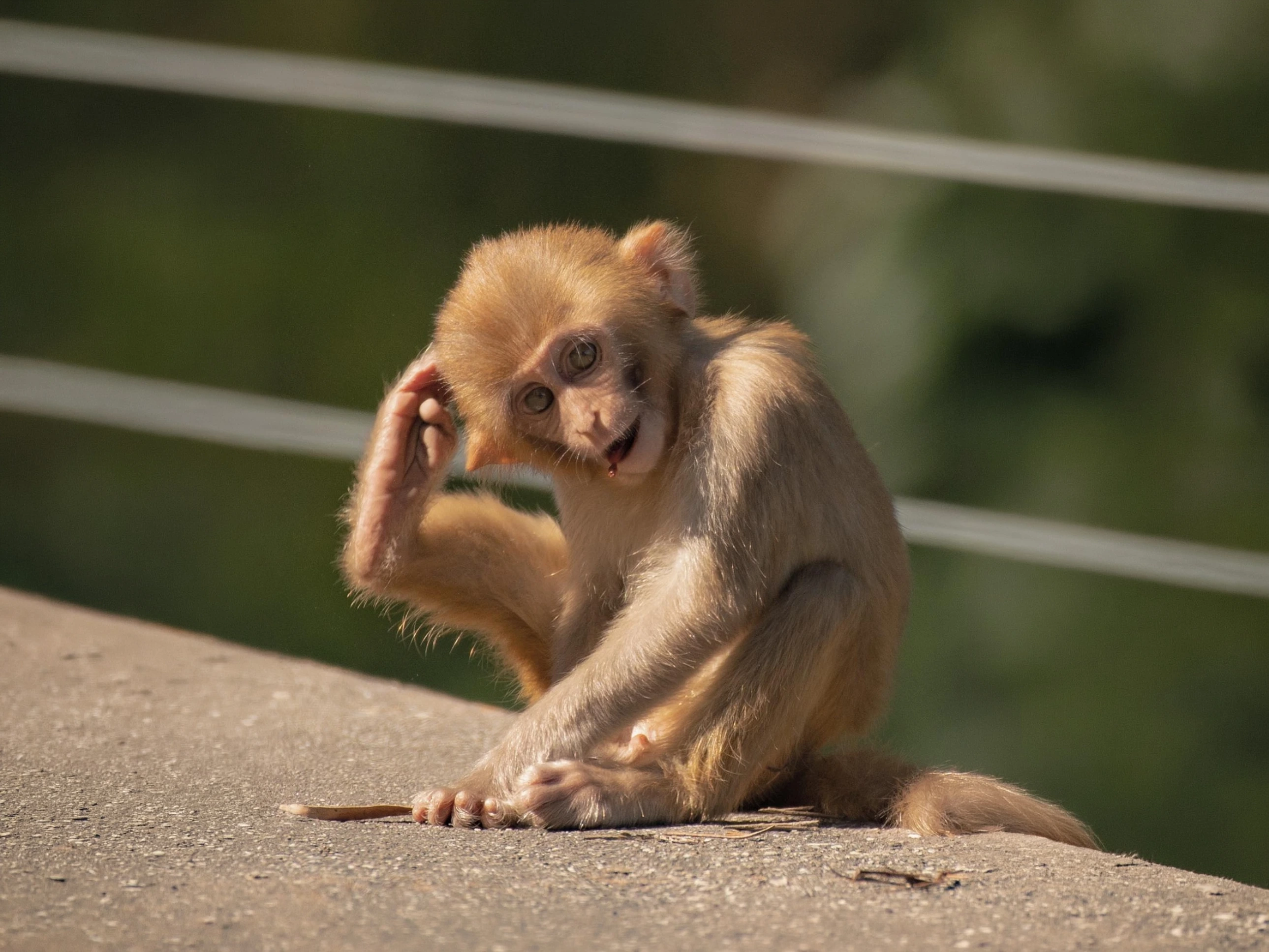 Bor Tiger Safari — Short Break — Maharashtra