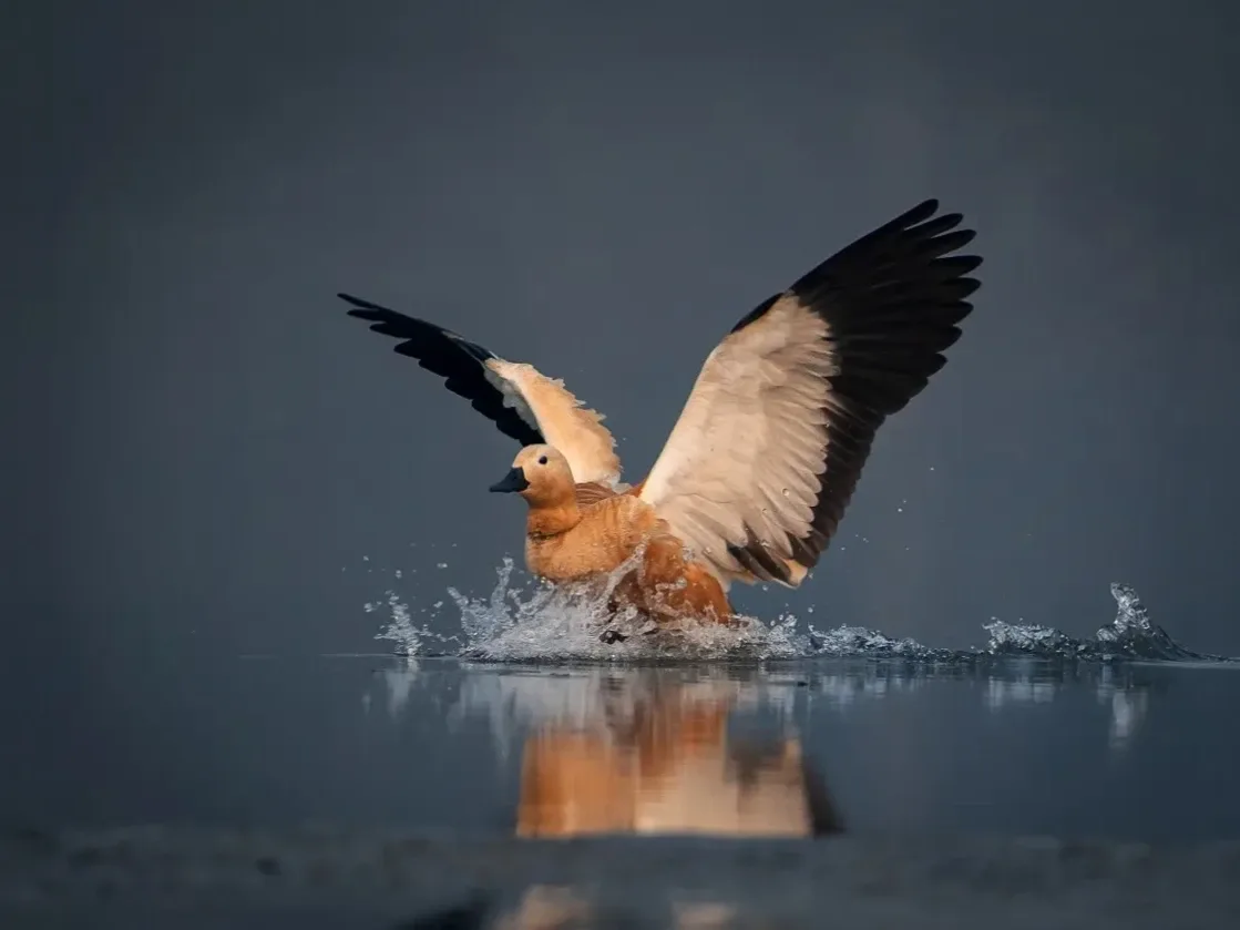 A ruddy shelduck landing on water with wings spread at Bharatpur Bird Sanctuary