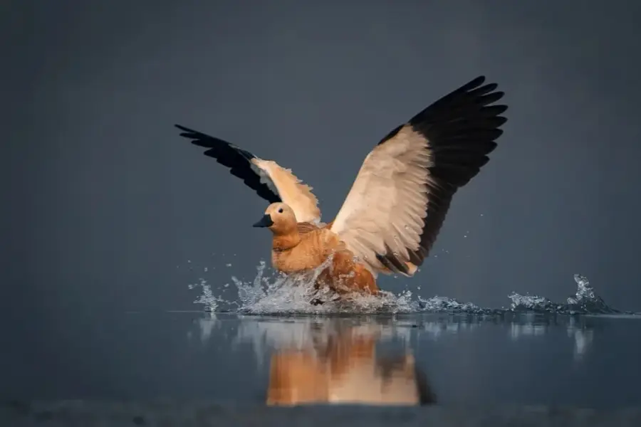 Ruddy shelduck on the reservoir backwaters