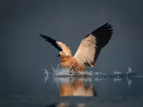 Ruddy shelduck