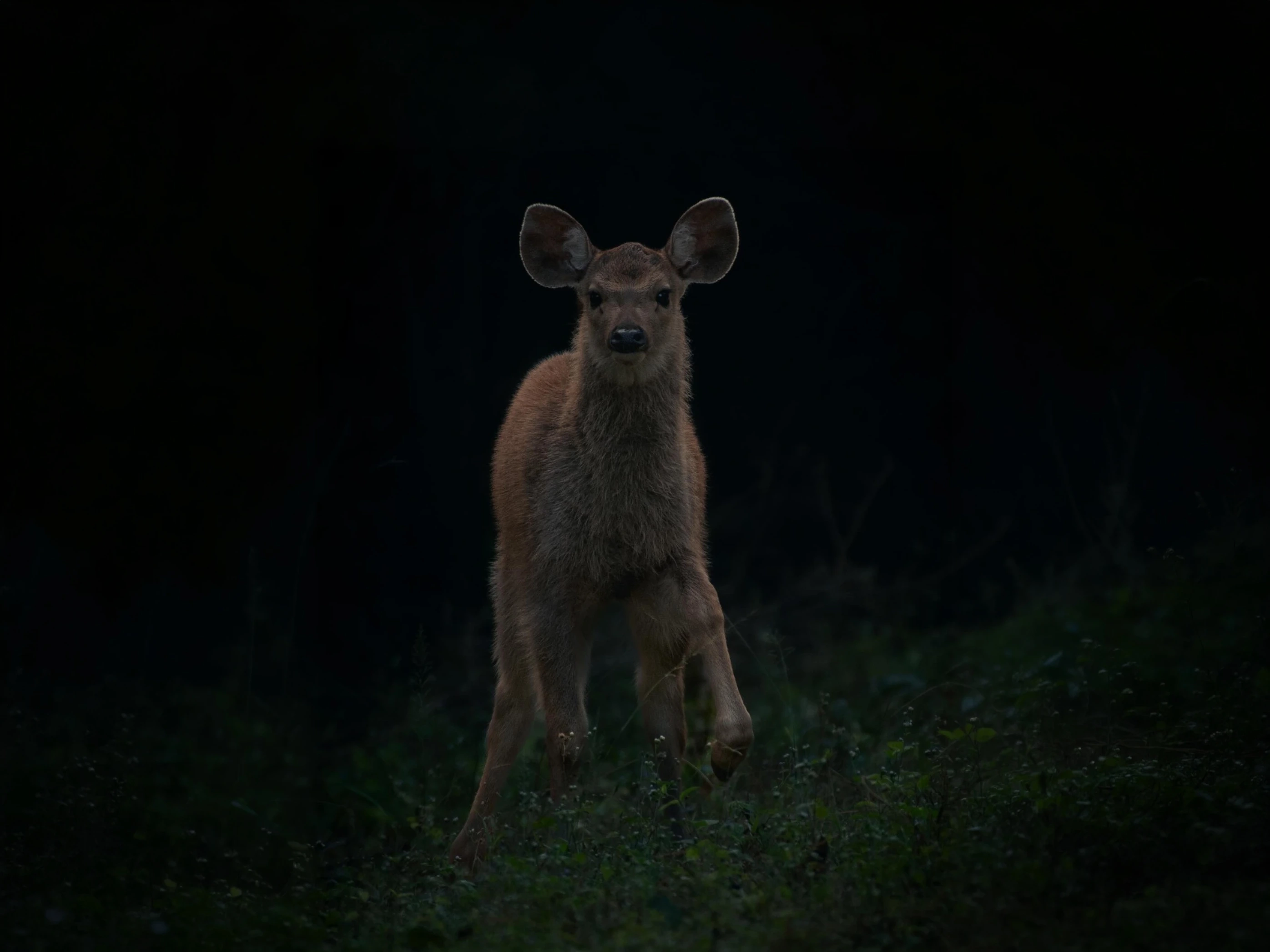 Dudhwa Tiger Safari — Uttar Pradesh