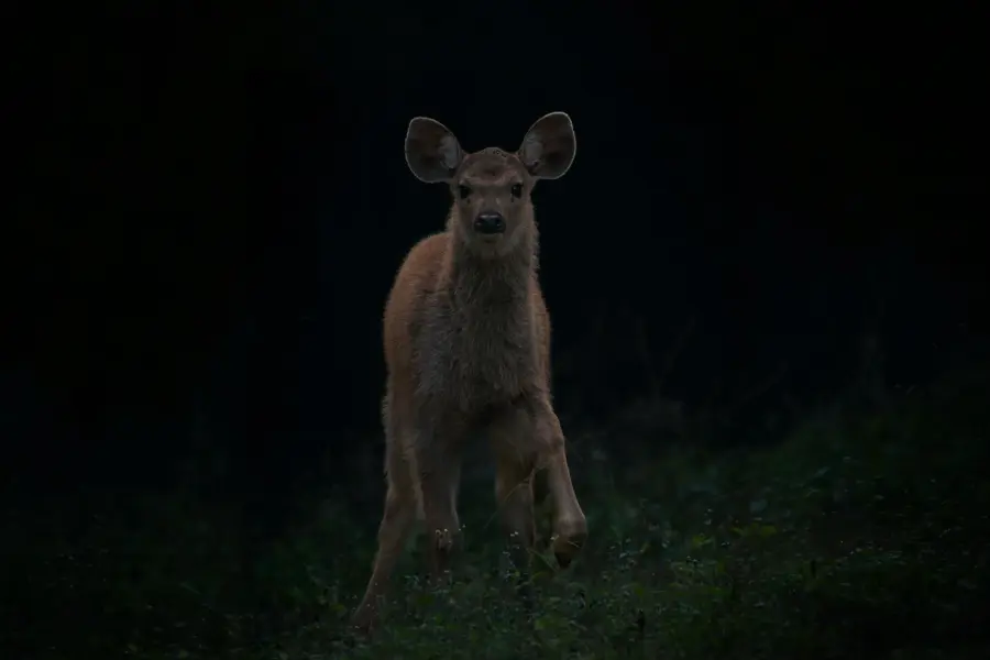 Sambar deer caught in the spotlight on a night drive
