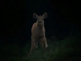 Deer in the forest