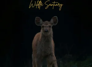 Tadoba wildlife — 5-day itinerary