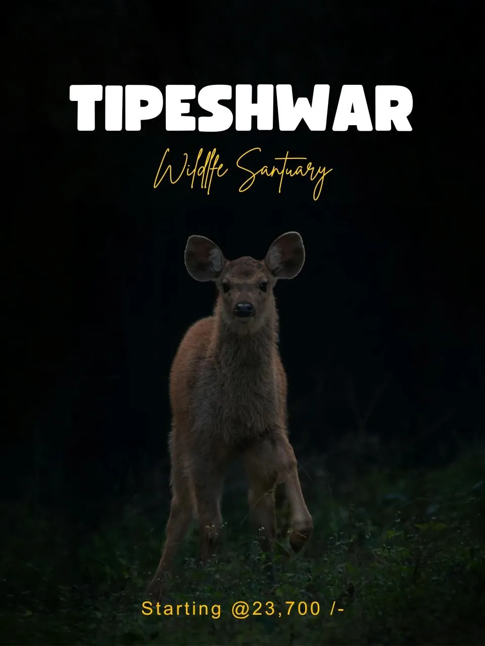 Sambar deer standing alert at the forest edge in low evening light
