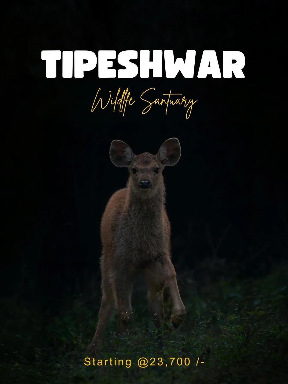 Dudhwa Tiger Safari — Extended Safari — Uttar Pradesh