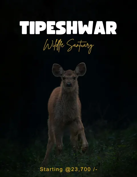 Kanha National Park Safari — Short Break — Madhya Pradesh