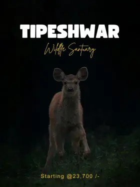 Deer in the forest