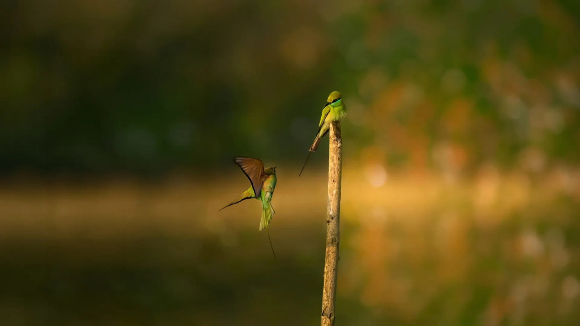 Sanjay Dubri safari