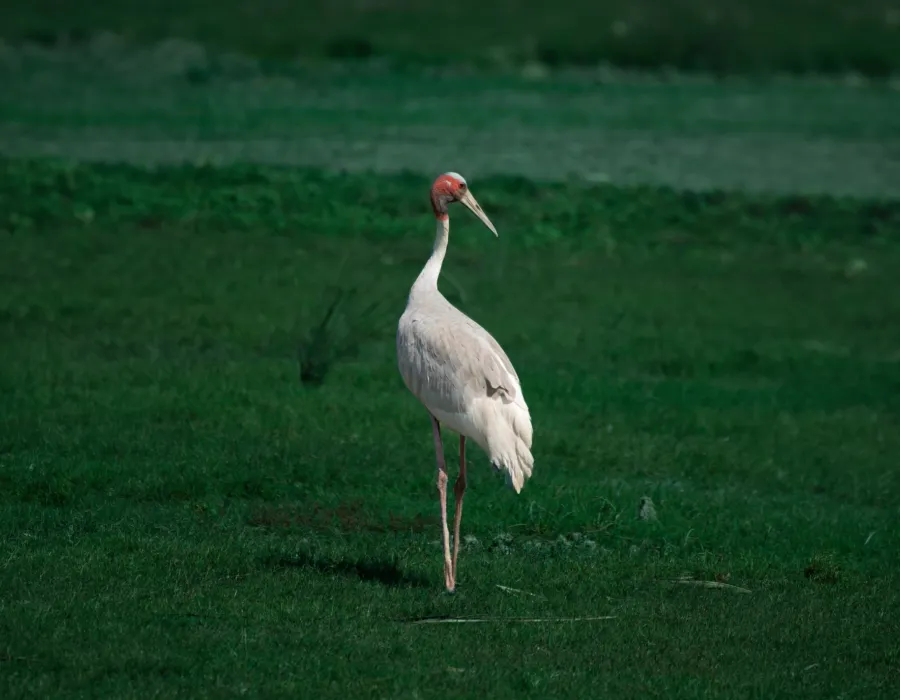 A sarus crane standing in a green wetland field at Keoladeo National Park, Bharatpur