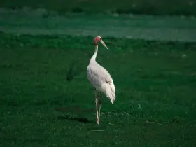 Sarus crane