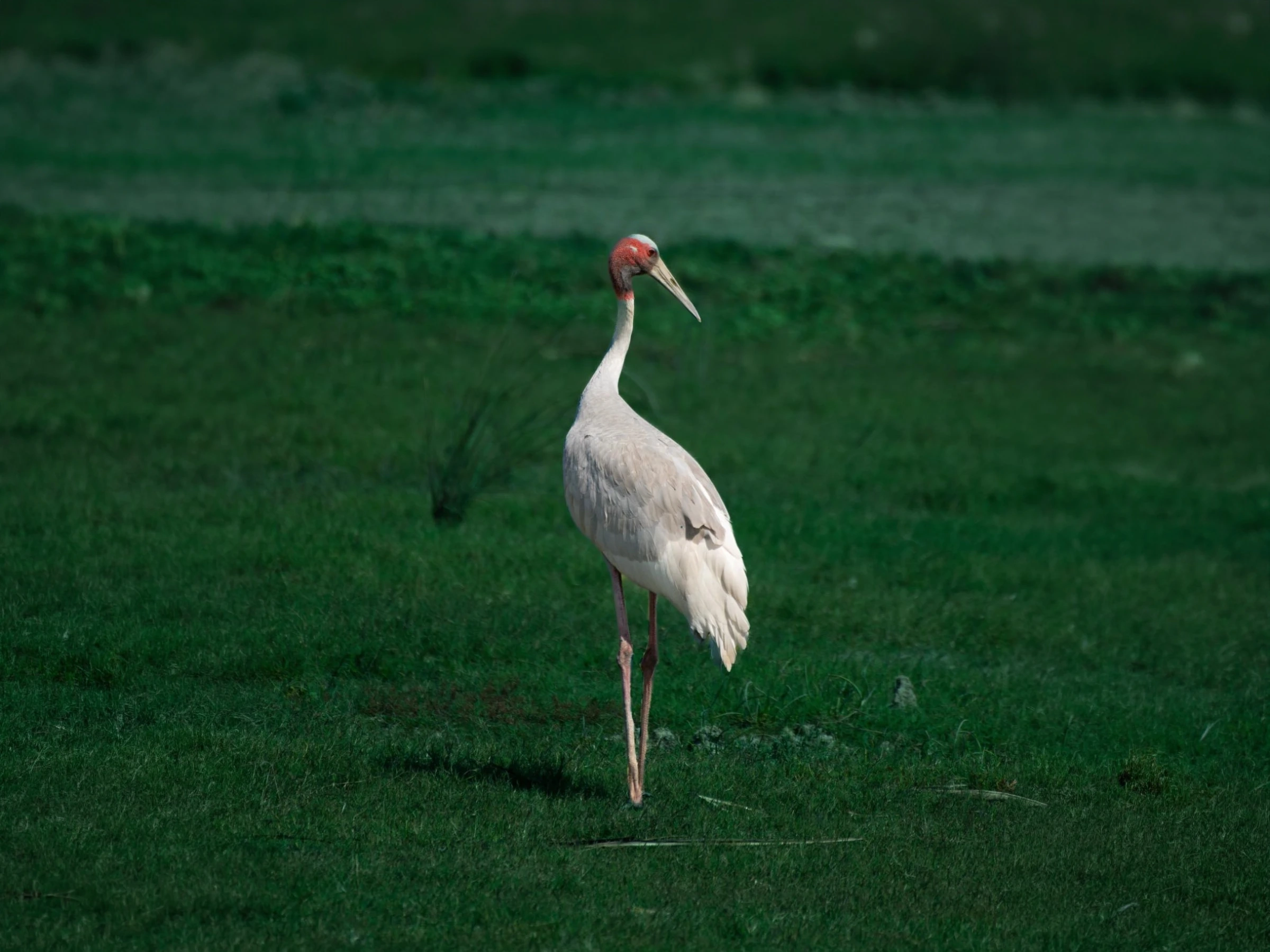 Dudhwa Tiger Safari — Grand Safari — Uttar Pradesh