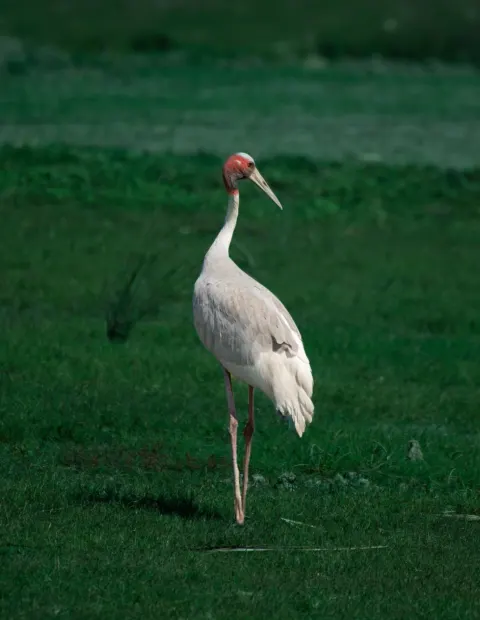 Kanha National Park Safari — Madhya Pradesh