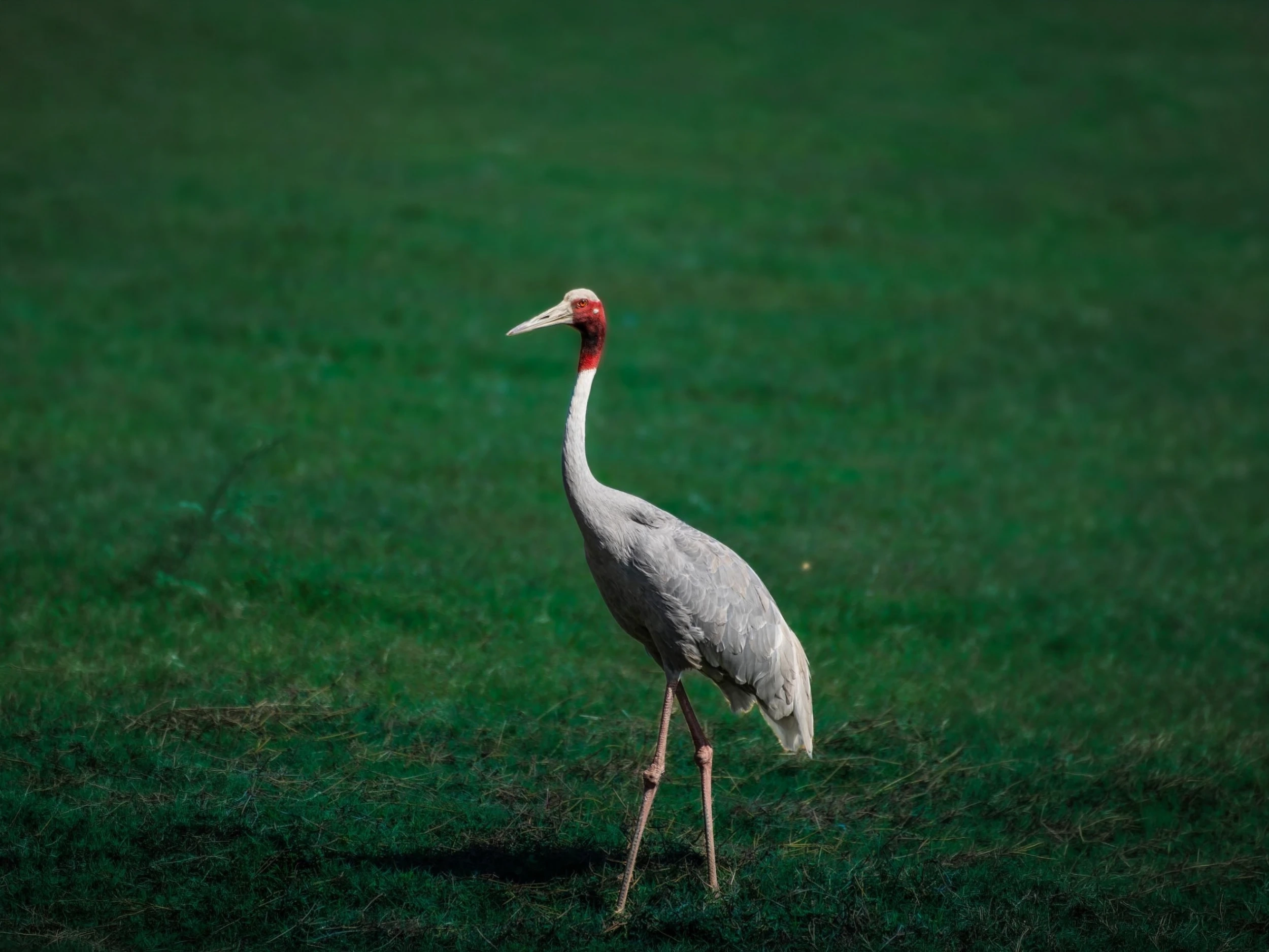 Wildlife in the forest
