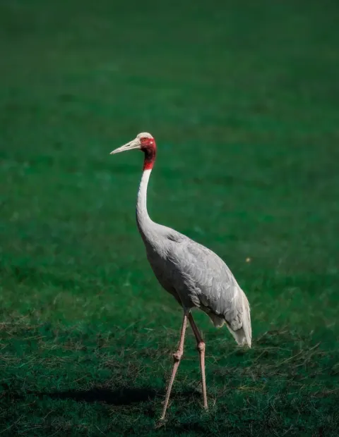 Pench Tiger & Wildlife Safari — Madhya Pradesh