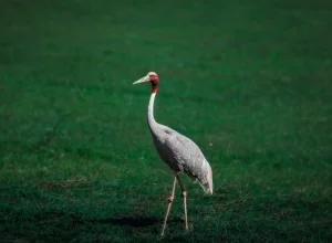 Kanha wildlife — 3-day itinerary