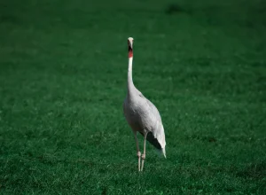 Tipeshwar wildlife — 4-day itinerary