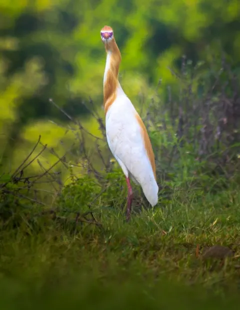 Kanha National Park Safari — Madhya Pradesh