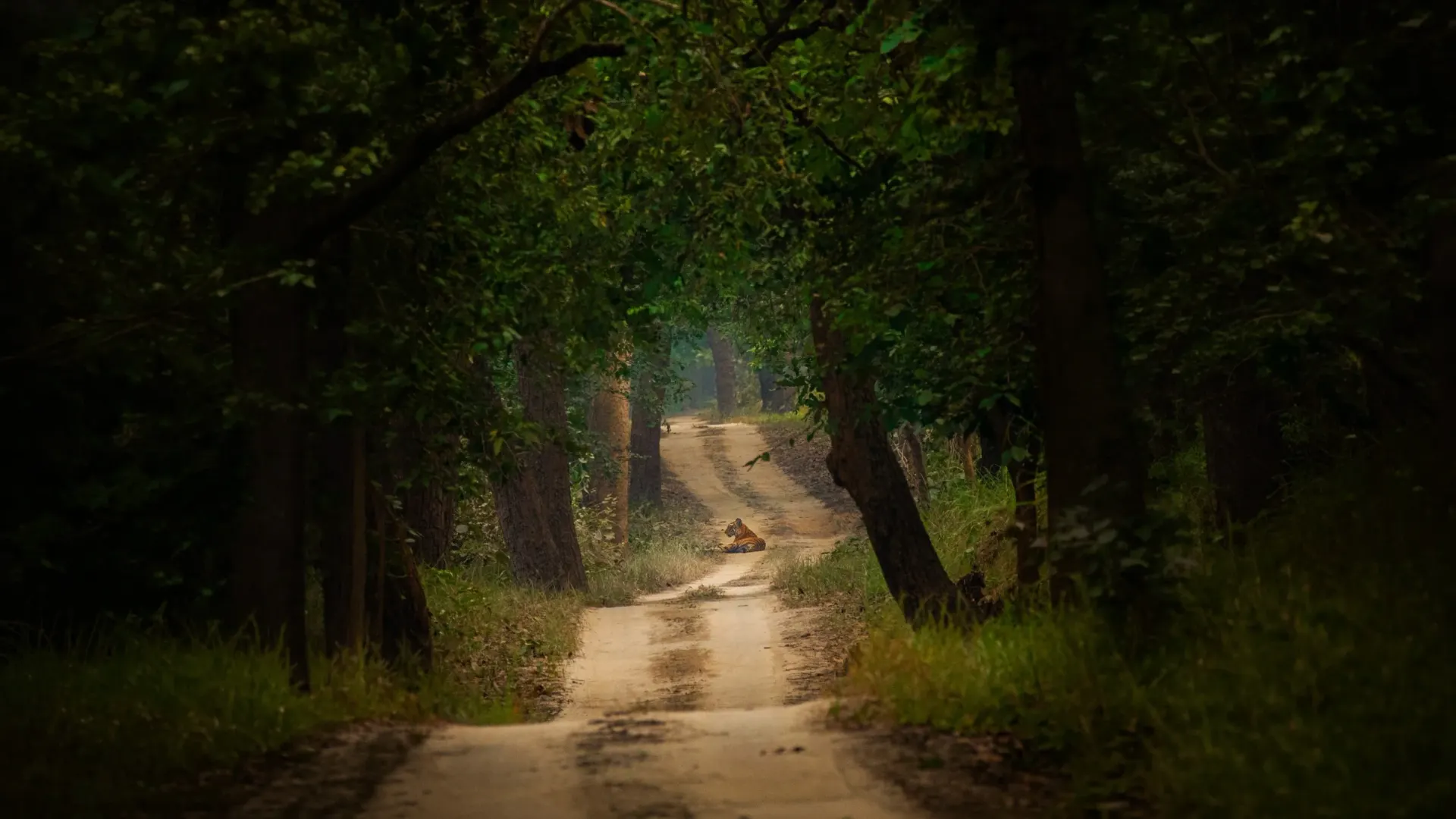 Kishanpur safari