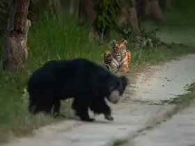 Sloth bear and Bengal tiger habitat