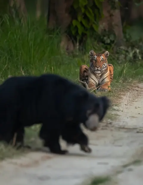Pench Tiger & Wildlife Safari — Madhya Pradesh