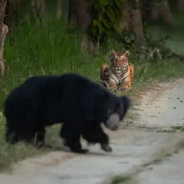 Sloth Bear
