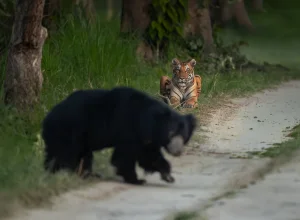 Tadoba wildlife — 5-day itinerary