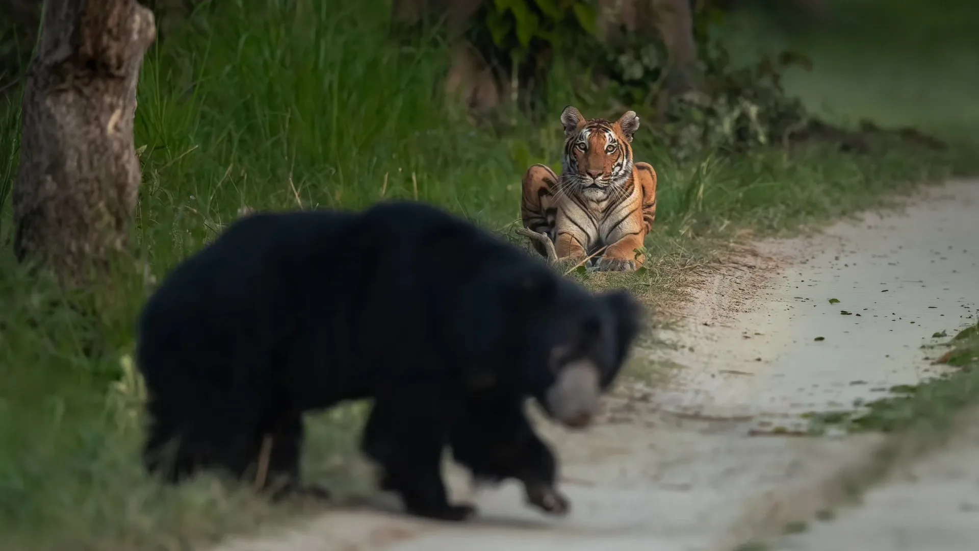 A sloth bear and a Bengal tiger sharing a forest track at Satpura Tiger Reserve