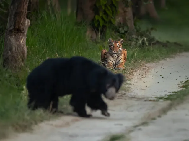 Satpura Walking & Jeep Safari — Madhya Pradesh