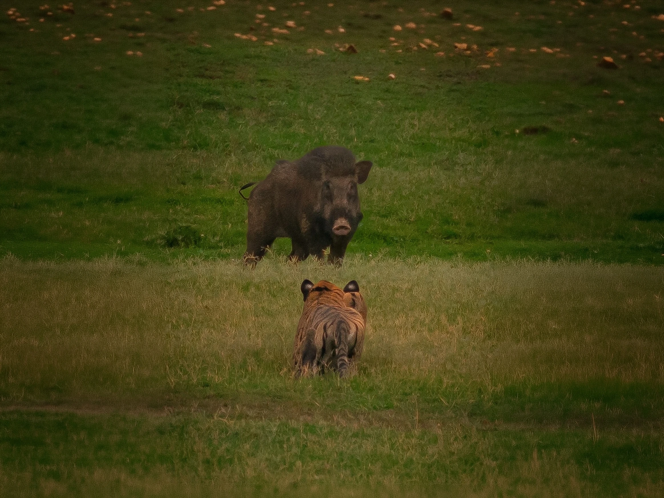 Bandipur Tiger Safari — Extended Safari — Karnataka