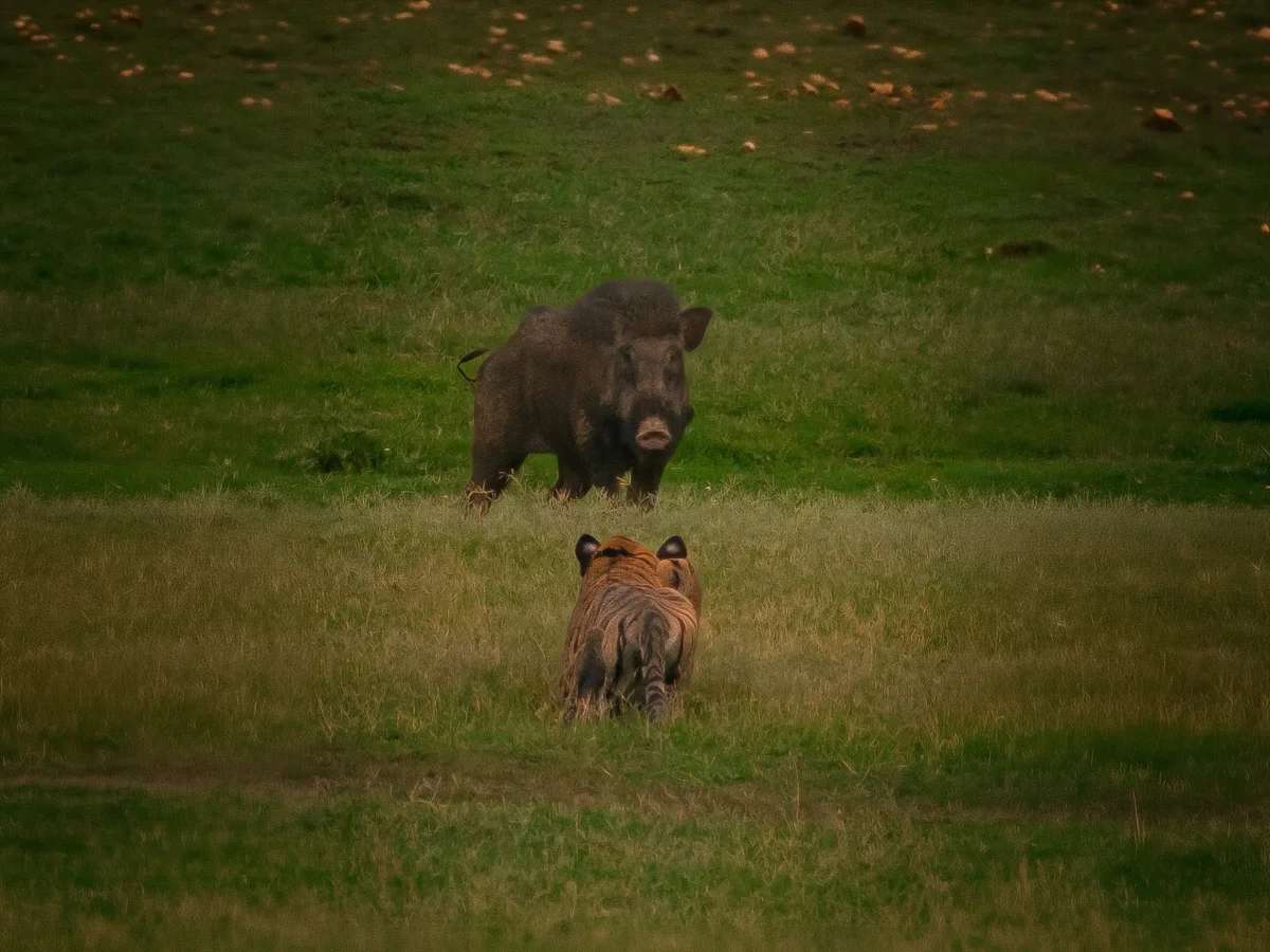 Top safaris in Tadoba