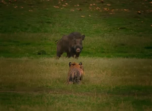Nagzira wildlife — 2-day itinerary