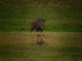 Sloth bear and Indian wild dog