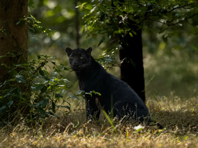 Pench Tiger & Wildlife Safari — Madhya Pradesh