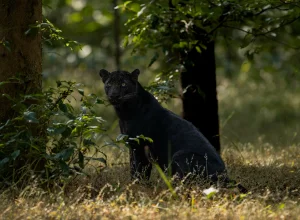 Bandipur wildlife — 4-day itinerary