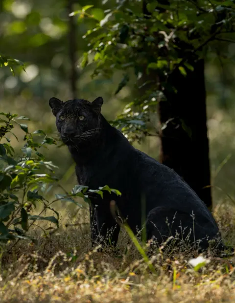 Pench Tiger & Wildlife Safari — Madhya Pradesh