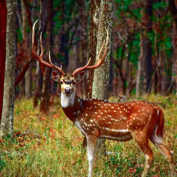 Chital stag with full antlers in Pench National Park, Madhya Pradesh