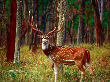 Chital stag with full antlers in Pench National Park, Madhya Pradesh