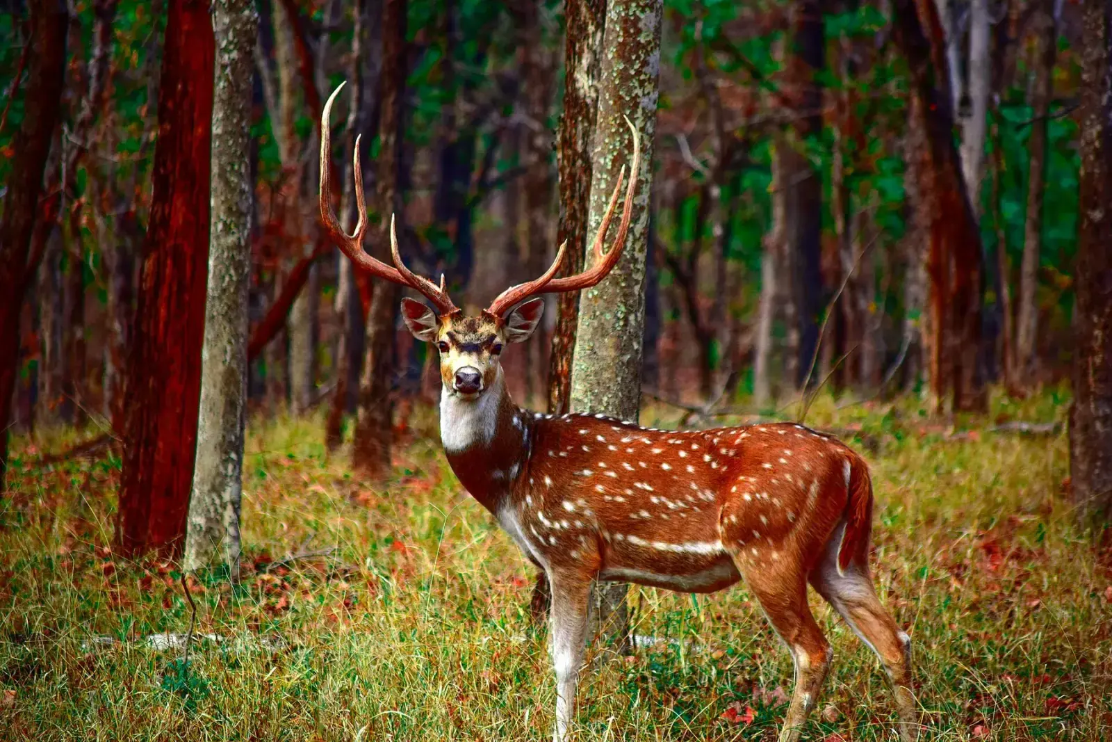 Chital stag with full antlers in Pench National Park, Madhya Pradesh