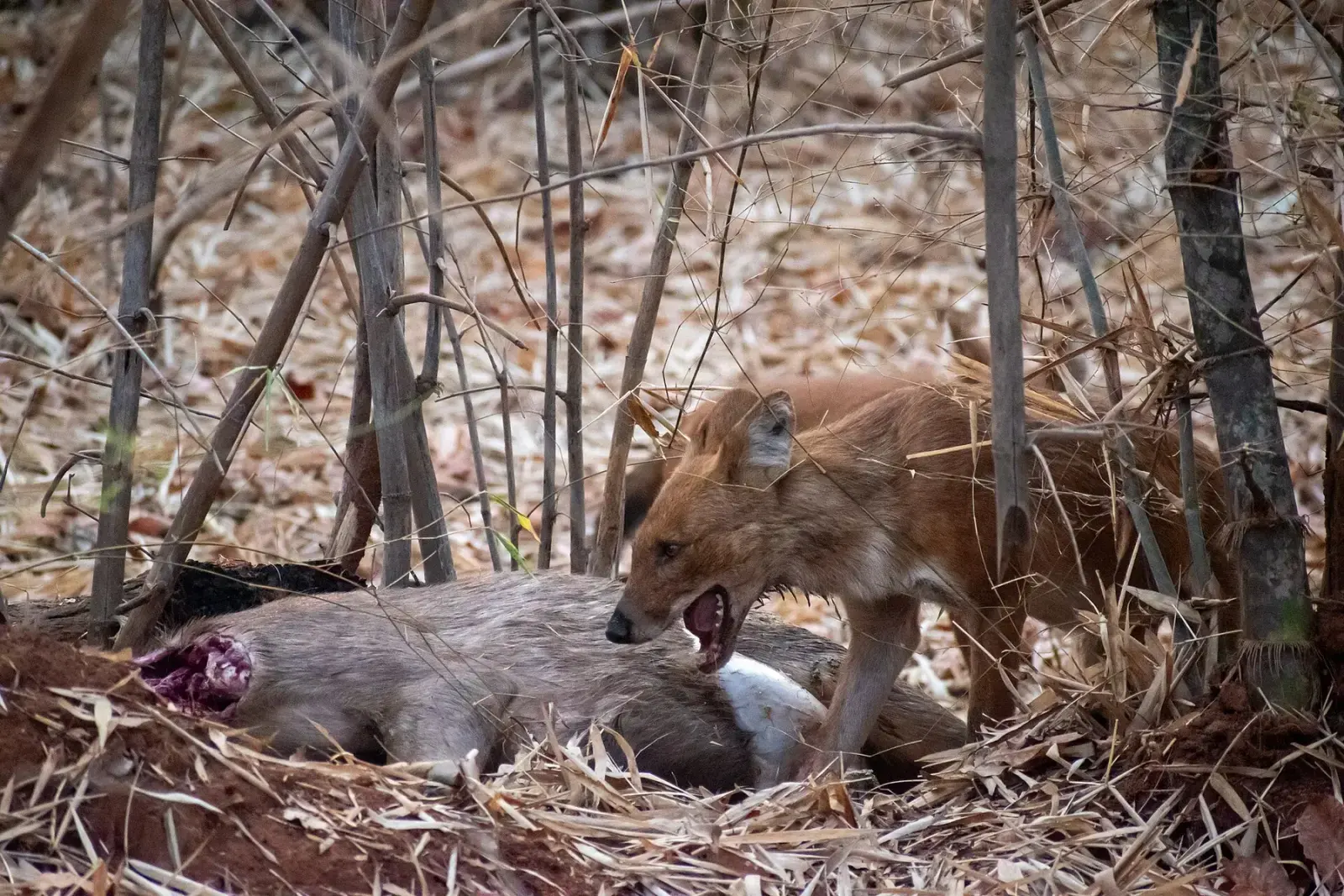 Dhole feeding on a carcass in the forest of Tadoba