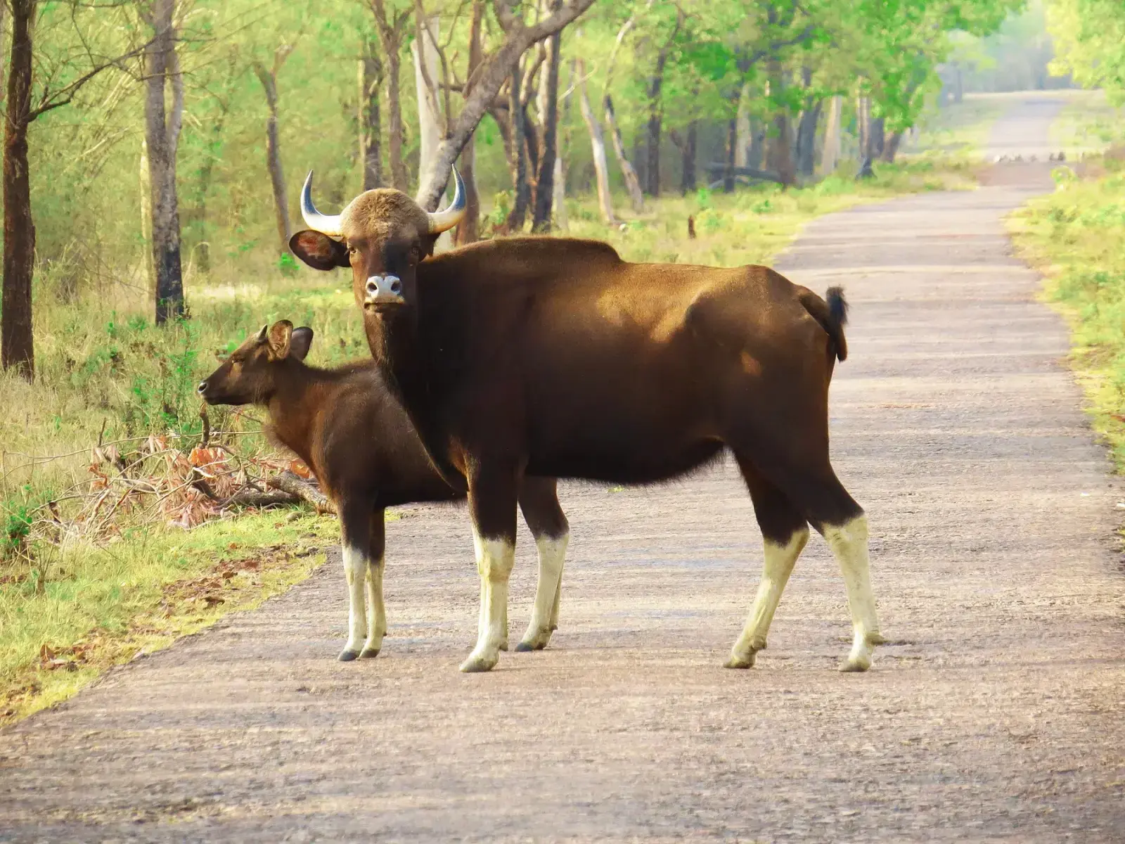 Gaur cow and calf crossing a road in Tadoba