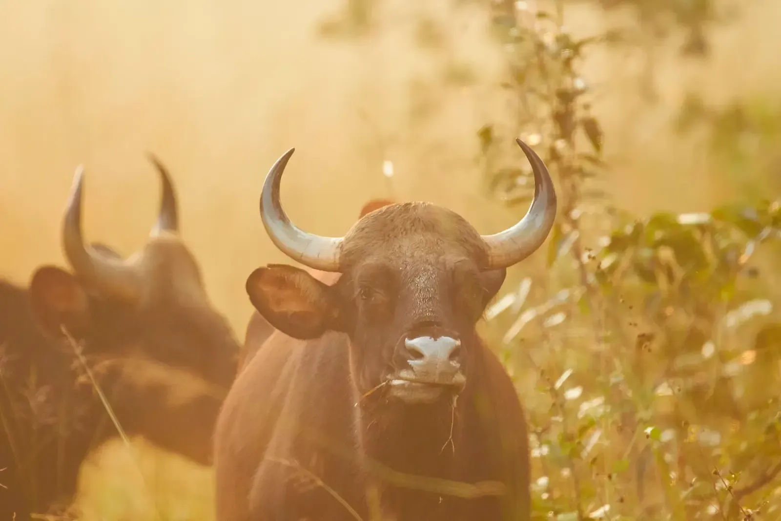 Gaur bull with large curved horns in golden light